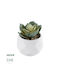 Изкуствена градинска сукулента Echeveria 20980 от Globostar - декоративна растителност, сукулента Echeveria с височина 7.5 см