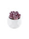 Artificial Plant in Small Pot Succulent Echeveria Purple 7.5cm GloboStar
