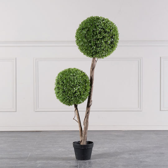 Πυξάρι Εξωτερικού Χώρου 120cm Supergreens