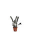 Zamioculcas 'Dark Zamicro' 10,5 cm
