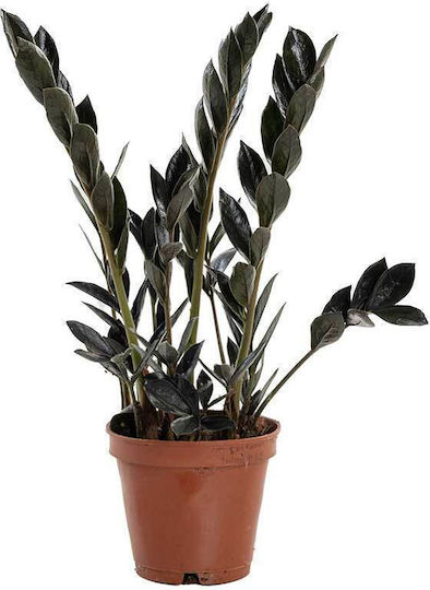 Zamioculcas 'Dark Zamicro' 10,5 cm