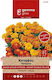 Gemma Seeds Calendulaς Yellow