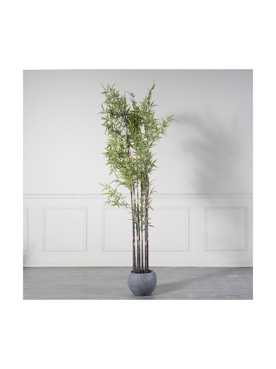 Μπαμπού Εξωτερικού Χώρου 240cm Supergreens