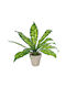 Globostar Artificial Garden Spathiphyllum Potted Plant Decorative Plant Spathiphyllum F40 X H33cm GloboStar