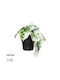 Globostar Artificial Garden Albino Monstera Plant 20946 Decorative Monstera Plant Φ23 X H16cm