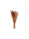 Dried Plant Daisy 55cm