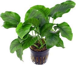 Anubias Barteri Var Barteri Anubias Barteri Var Barteri