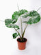 Alocasia Stingray Pot17cm