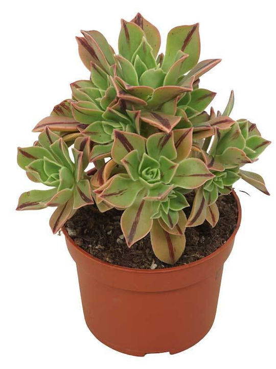Aeonium 'red Stripe' 10.5cm
