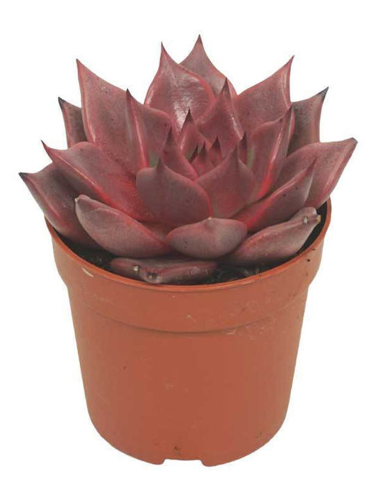 Echeveria 'Romeo' 7cm