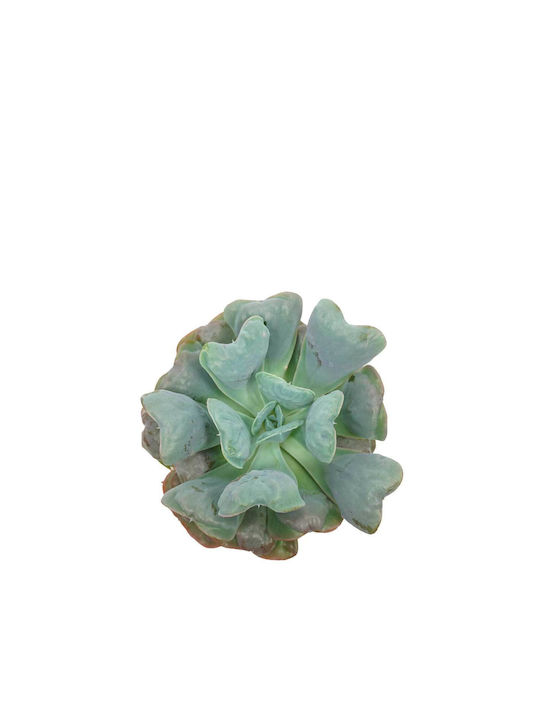 Echeveria 'blaues Herz' 10,5 cm