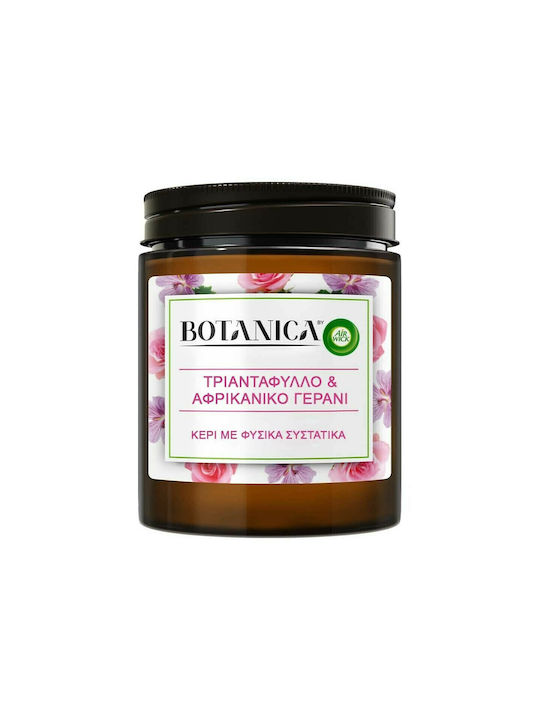 Airwick Αρωματικό Κερί Botanica σε Βάζο με Άρωμα Τριαντάφυλλο & Αφρικανικό Γεράνι