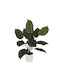 Artificial Plant in Small Pot Devil's Ivy Purple 40cm Marhome