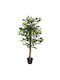 Zitronenbaum Im Freien 120cm vidaXL