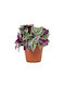 Tradescantia