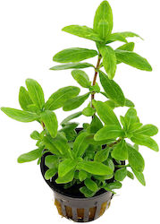 Hygrophila Polysperma ST010712