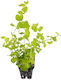 Lysimachia Nummularia Aurea Live Aquarium Plant