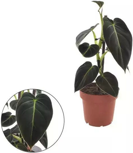 Philodendron Melanochrysum