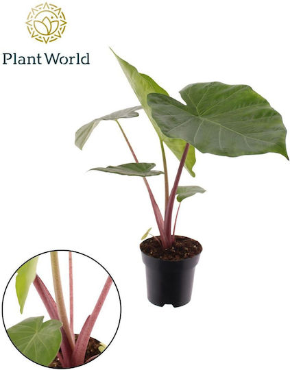 Alocasia Imperial Red