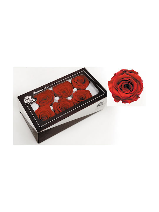 Preserved Rose 6cm Red Box of 6