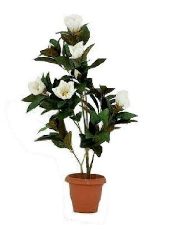 Natürliche Magnolienpflanze 10L