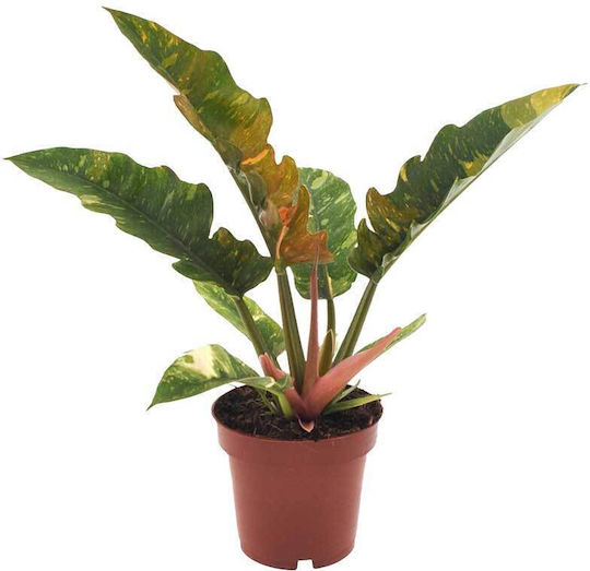 Philodendron 'ring Fire' 12cm