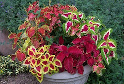 Coleus Beautiful Leaf Color Mix 0.03g Seeds