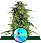 Rqs Υβριδικοί Σπόροι Κάνναβης F1 Hyperion F1 3 Seeds