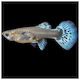 Guppy Rot Mosaik Dumbo Weibchen 3cm