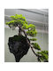 Decorative Artificial Plant Bonsai 100cm