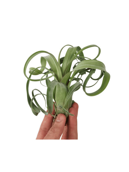 Tillandsia Curly Slim Medie Plantă de Aer