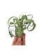 Αερόφυτο Tillandsia Curly Slim Medium