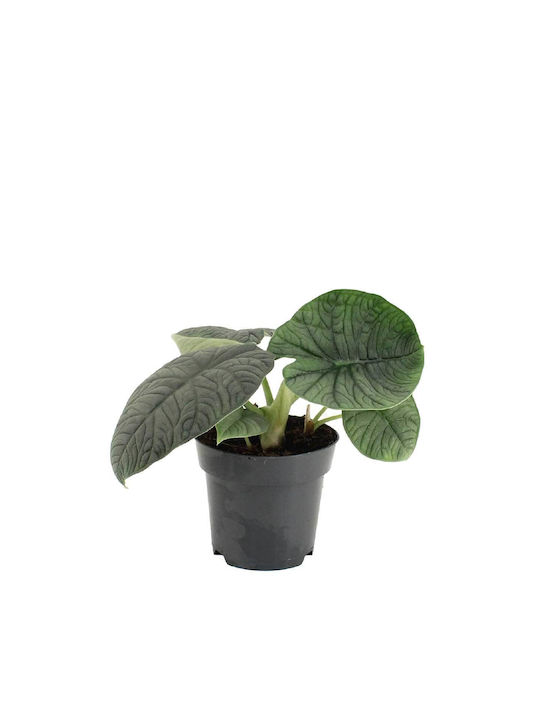 Alocasia Melo 14cm