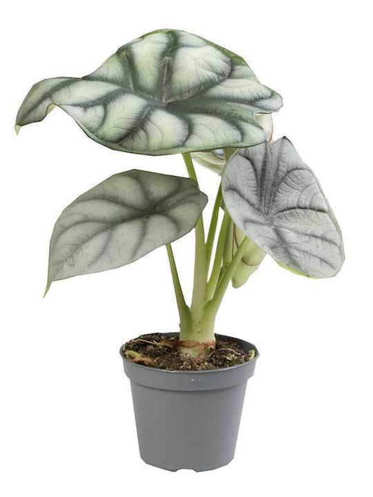 Alocasia 'silver Dragon' 6cm