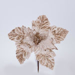 Champagne Poinsettia with White Stamens 22cm