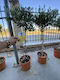 Olea Europaea auf Stamm Spirale "Olivenbaum"