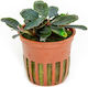 Tropica Lebende Aquariumspflanze Bucephalandra