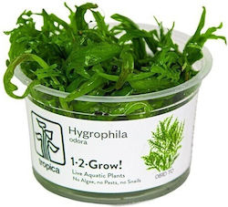 Tropica 1-2-grow Plantă acvatică vie Hygrophila...