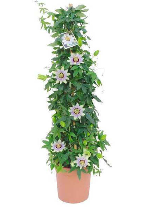 Oem Ρολογιά Ή Πασιφλόρα Passiflora Caerulea 2 Lt 80/100