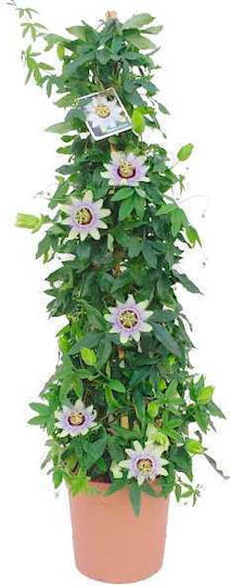 OEM Синя Пасифлора Passiflora Caerulea 2 л 80/100