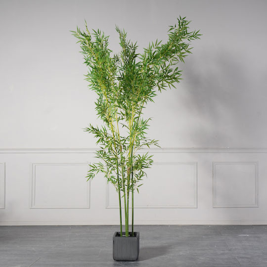 Φίκος Εξωτερικού Χώρου 240cm Supergreens