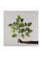 Изкуствен декоративен клон Ficus Lyrata Лист Green 70см Supergreens