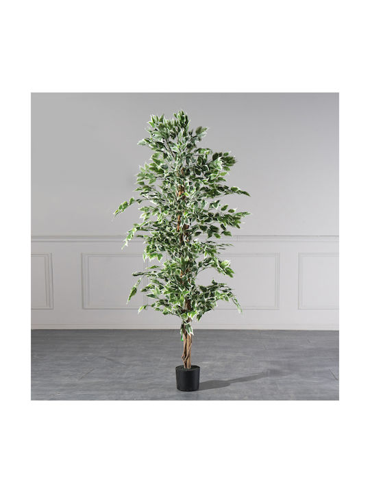 Φίκος Εξωτερικού Χώρου 180cm Supergreens