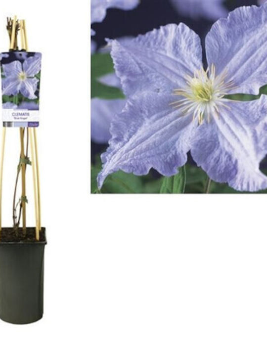 Clematis Înger Albastru