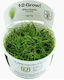 Eleocharis Acicularis 1-2-grow