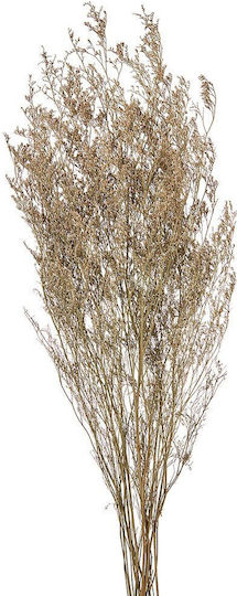 Αποξηραμένο Limonium Λευκό 70g 60εκ Ρτ160 Nv-500-530-160 Αποξηραμένο Limonium Λευκό 70g 60εκ Ρτ160 Nv-500-530-160