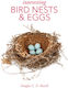 Interesting Bird Nests And Eggs