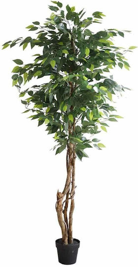 Outdoor Ficus Lyrata Newplan
