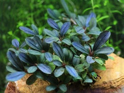 Abyssos Bucephalandra Live Aquarium Plant