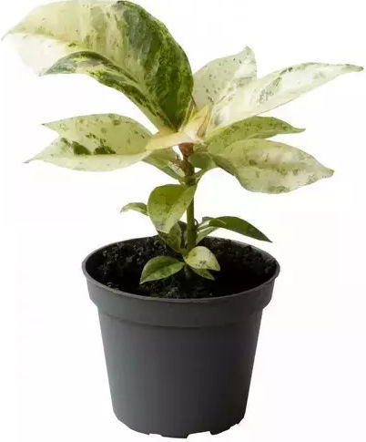 Ficus Elastica Schrijveriana